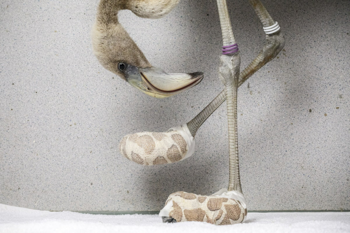 fot. Jasper Doest, "Flamingo Socks", 2. miejsce w kategorii Nature.
Karaibski flaming ogląda zaimprowizowane skarpety służące ochronie przed zainfekowaniem ran na odnóżach. Rany i otarcia są częstą przypadłością u flamingów trafiających do niewoli, gdyż te nie są przyzwyczajone do chodzenia po twardym gruncie. Osobnik na zdjęciu powraca właśnie na wolność z kilkutygodniowego pobytu w ośrodku rehabilitacyjnym.