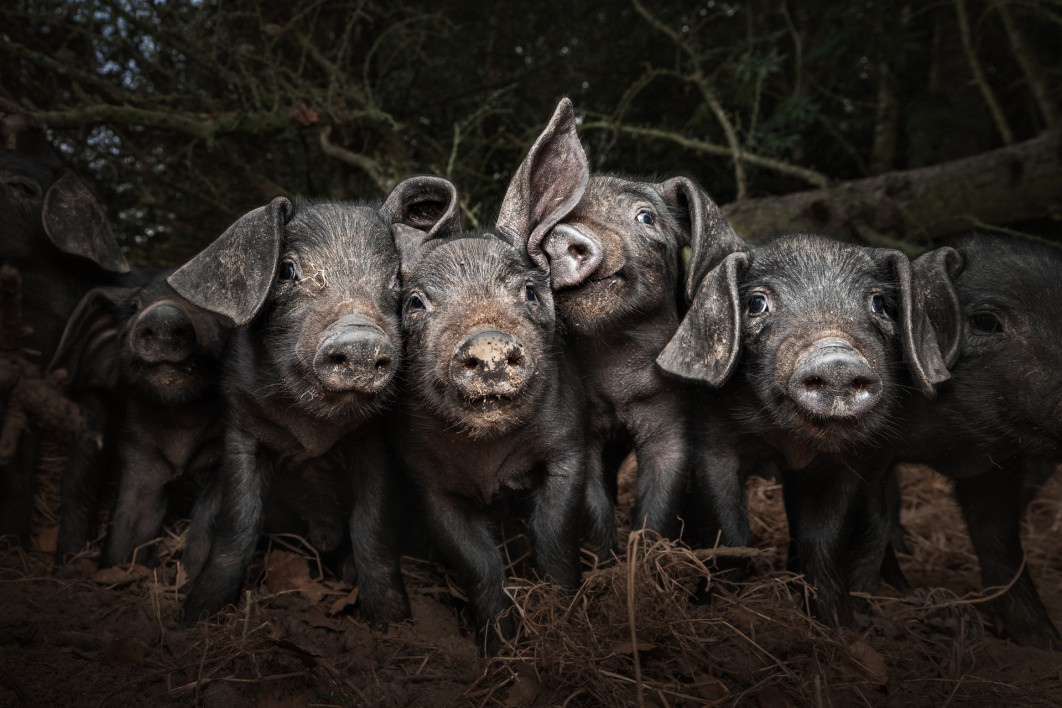 Fot. Susan Lang, &quot;Hogging the Limelight&quot;, nagroda w kat. Food in the Field / World Food Photography Awards by Bimi 2025