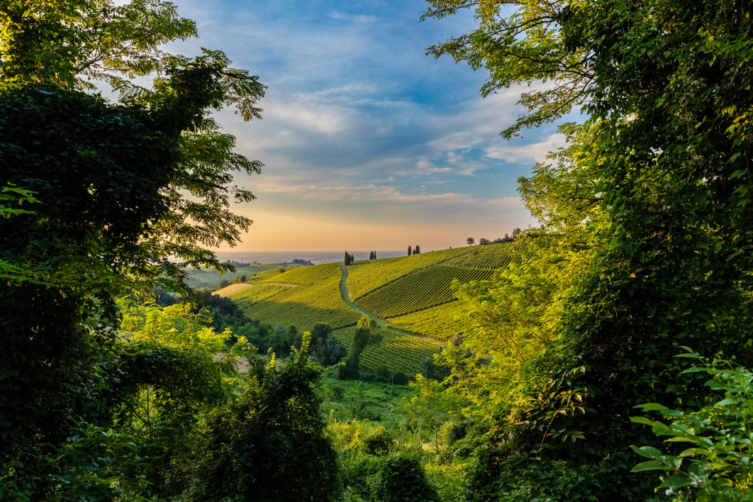 Fot. Alessandro Anglisani, &quot;Window in the Vineyard&quot;, nagroda w kat. Errazuriz Wine Photographer of the Year - Places / World Food Photography Awards by Bimi 2025