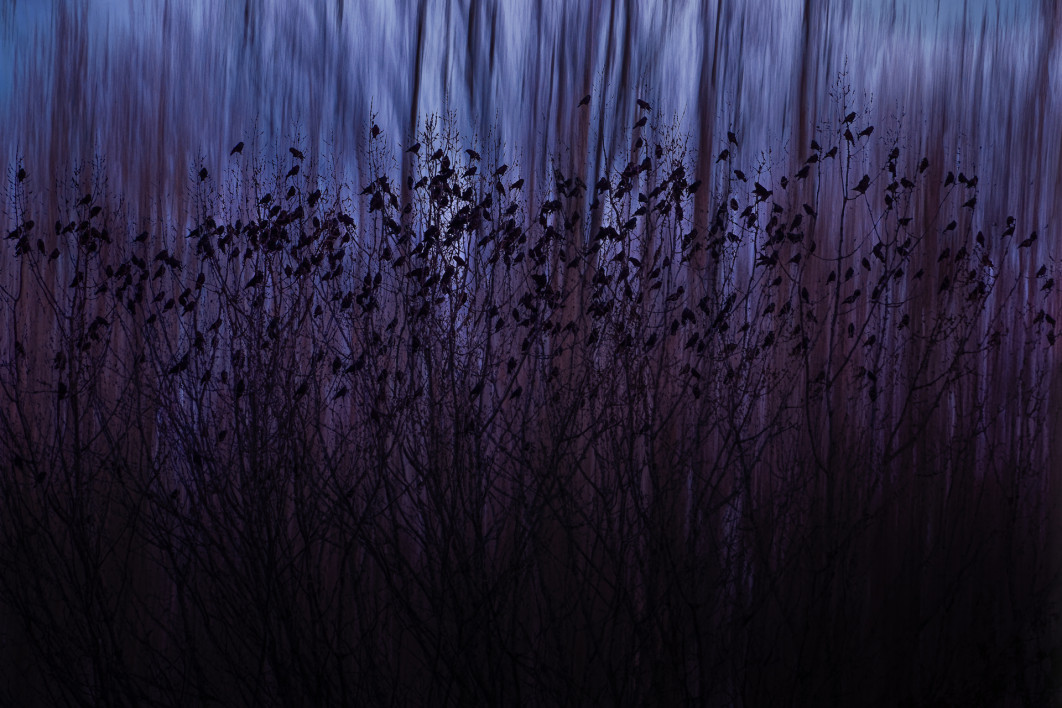 Fot. Mathijs Frenken, &quot;Jackdaws at Dusk&quot;, 2. miejsce w kat. Nature of &quot;De Langnden&quot; / Nature Photographer of the Year 2025