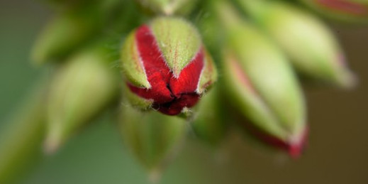 Samyang 100 mm f/2.8 ED UMC MACRO – zdjęcia przykładowe