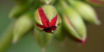 Samyang 100 mm f/2.8 ED UMC MACRO – zdjęcia przykładowe