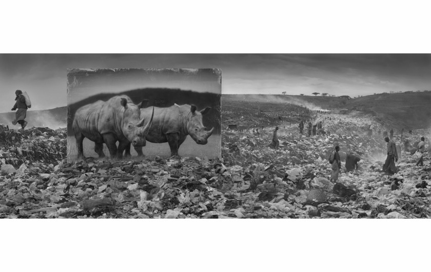 fot. Nick Brandt, Wasteland with Rhinos