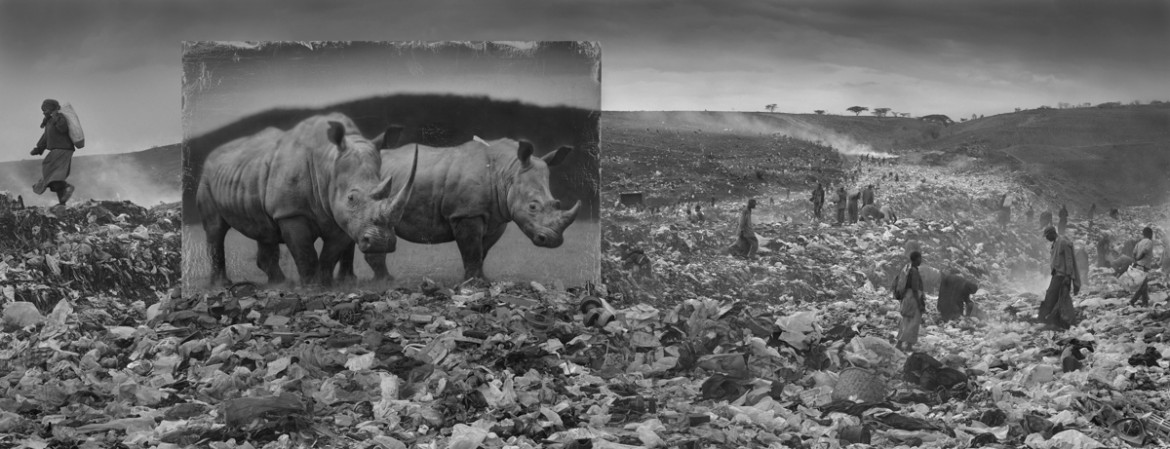 fot. Nick Brandt, "Wasteland with Rhinos"