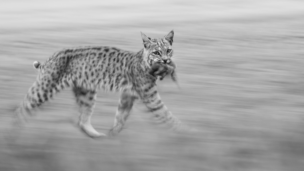 Fot. Leo Dale, &quot;Panning Bobcat&quot;, 1. miejsce w kat. Youth / Nature Photographer of the Year 2025