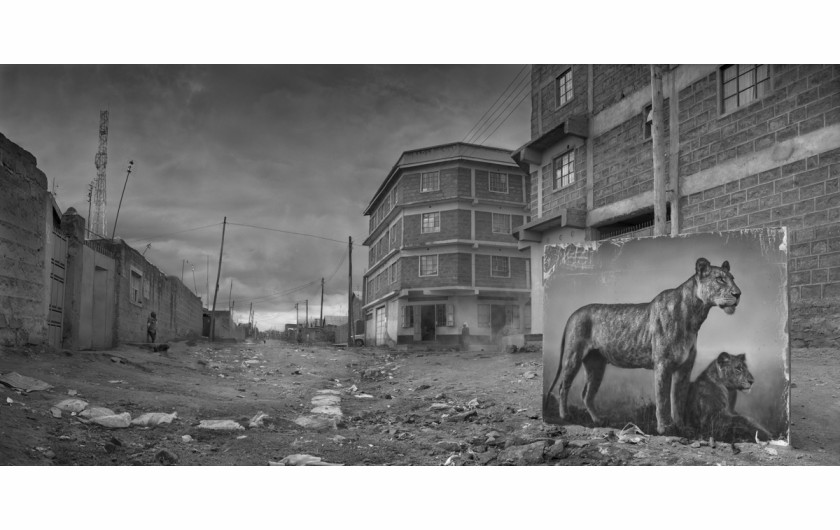 fot. Nick Brandt, Street with Lioness