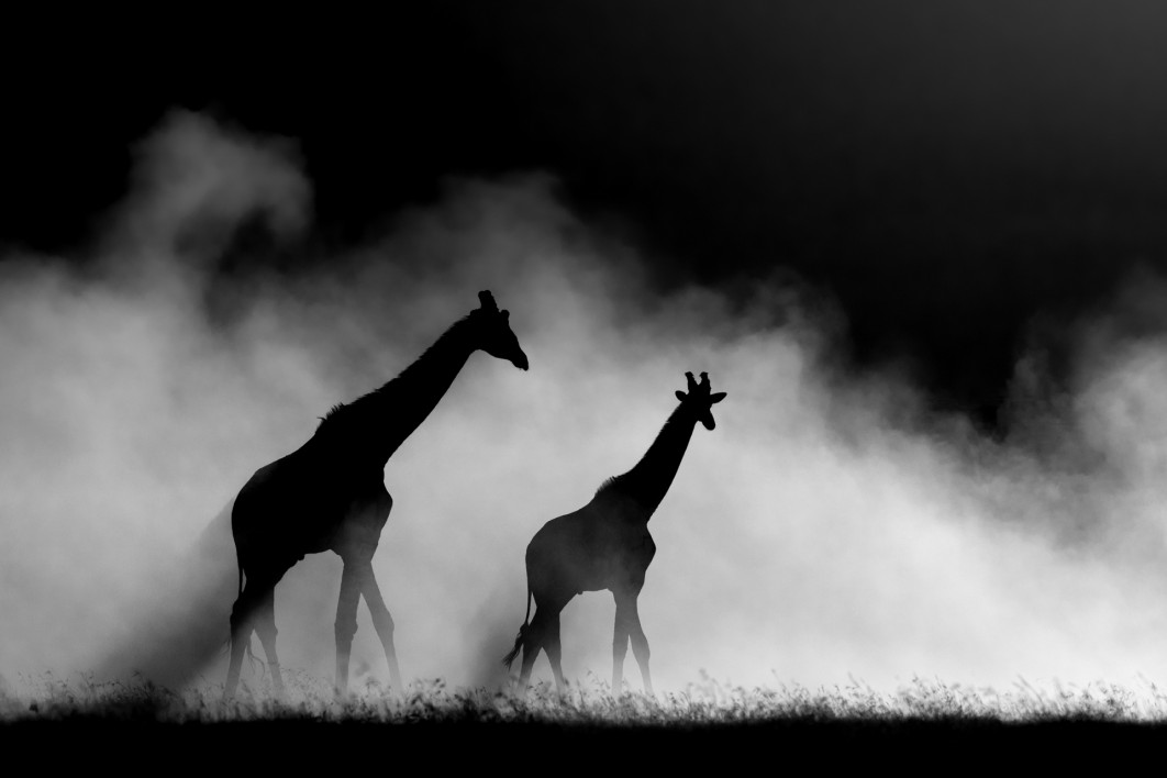 Fot. Rahul Sachdev, &quot;Together in Light and Shadow&quot;, nagroda People's Choice Awards / Nature Photographer of the Year 2025