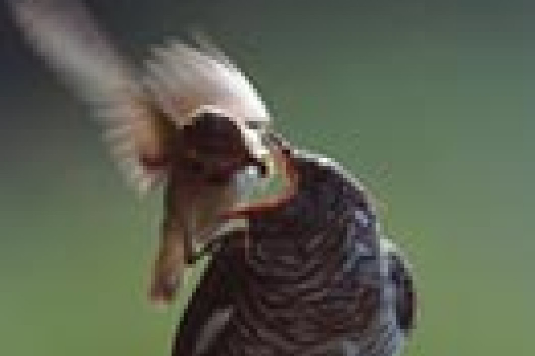 Wyniki konkursu OM ZPFP "Fotografia Roku 2003"