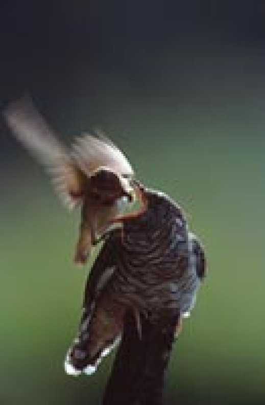 Wyniki konkursu OM ZPFP "Fotografia Roku 2003"