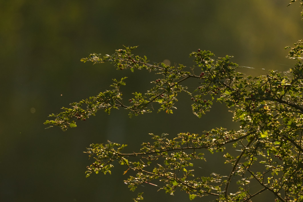 1/1000 s, f/6.3, ISO 800, 600 mm, crop APS-C