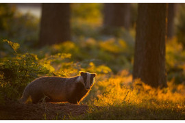 fot. Andrew Parkinson, wyróżnienie w kategorii Wild Woods