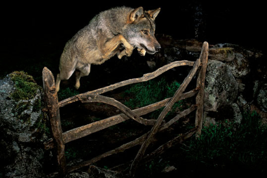 Wildlife Photographer of the Year - groźba skandalu
