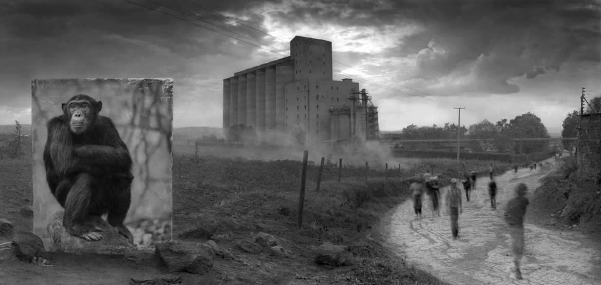 fot. Nick Brandt, "Factory with Chimpanzee"