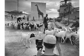 fot. Nick Brandt, "Giraffe & Goats"