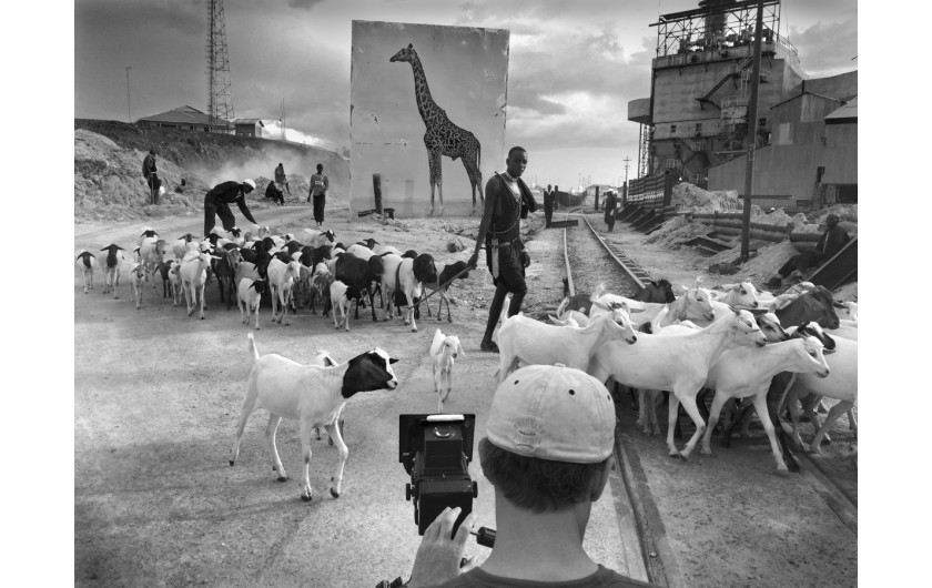 fot. Nick Brandt, Giraffe & Goats