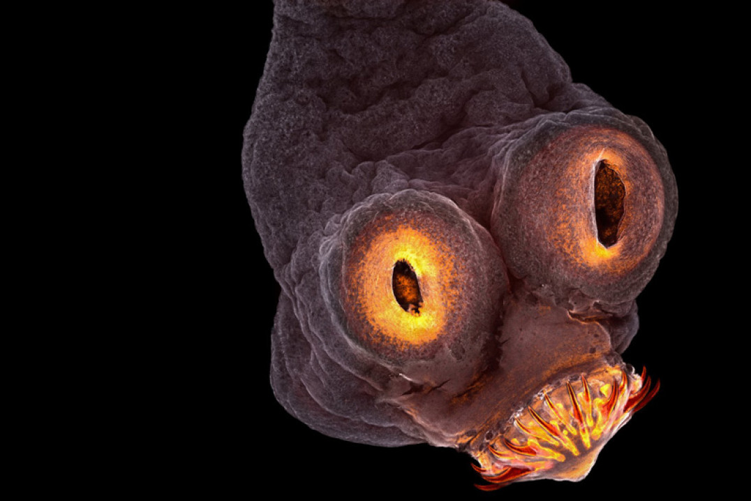 Przeraża i zachwyca. Świat w mikroskali na zdjęciach zwycięzców konkursu Nikon Small World 2017