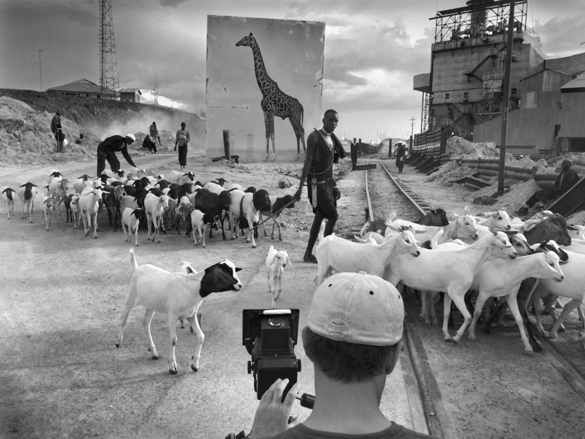 fot. Nick Brandt, "Giraffe & Goats"