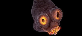 Przeraża i zachwyca. Świat w mikroskali na zdjęciach zwycięzców konkursu Nikon Small World 2017