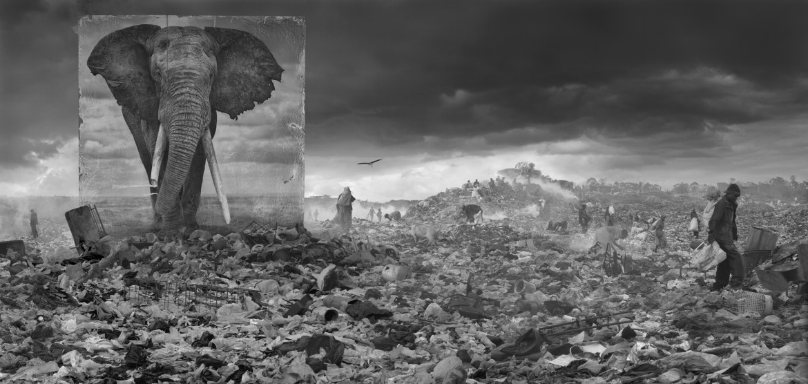 fot. Nick Brandt, "Wasteland with Elephant"