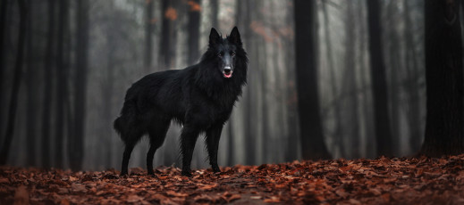 Rób wyjątkowe zdjęcia swoim pupilom - warsztaty fotografii psów z Ksenią Raykovą