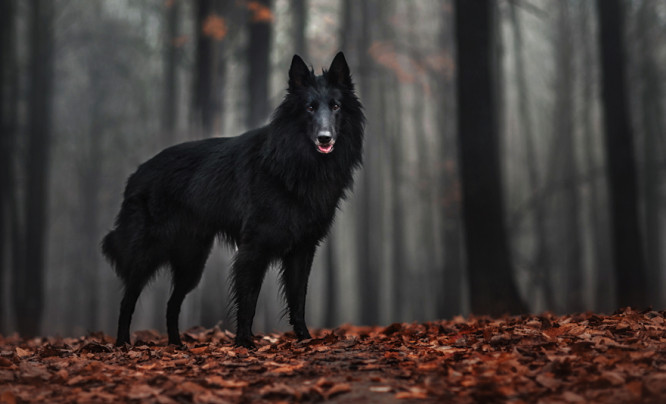 Rób wyjątkowe zdjęcia swoim pupilom - warsztaty fotografii psów z Ksenią Raykovą