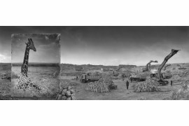 fot. Nick Brandt, "Quarry with Giraffe"