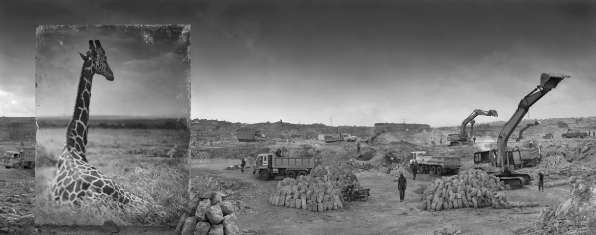 fot. Nick Brandt, "Quarry with Giraffe"