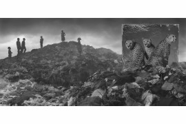 fot. Nick Brandt, "Wasteland with Cheetahs"