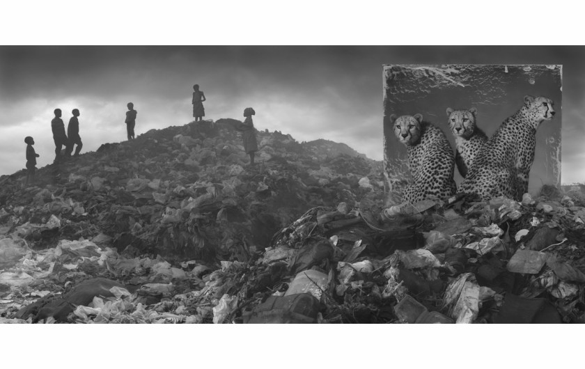 fot. Nick Brandt, Wasteland with Cheetahs