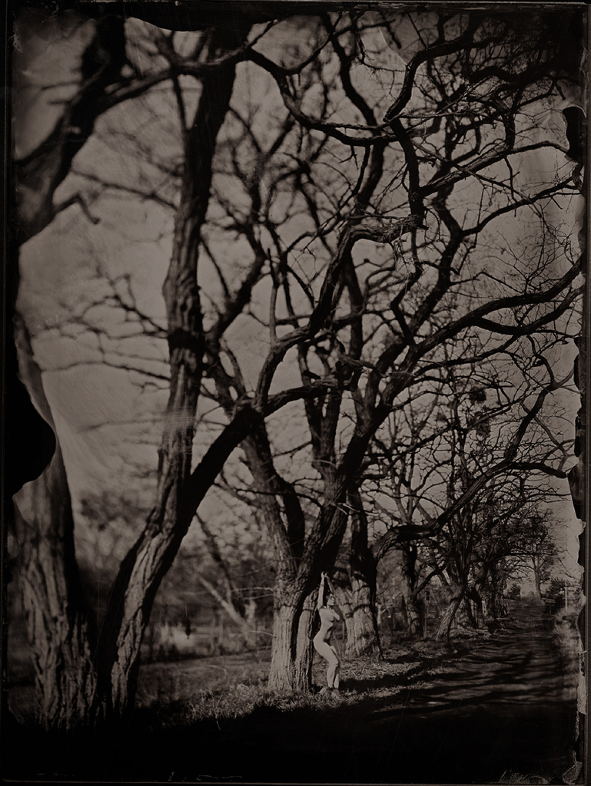 fot. Monika Cichoszewska, "Trees",  1. miejsce w amatorskiej kategorii Nature / Trees