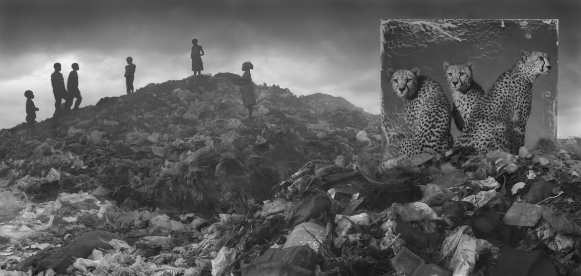 fot. Nick Brandt, "Wasteland with Cheetahs"