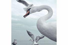 fot. Jacek Krefft,  z cyklu "White Bird", 1. miejsce w kategorii Nature / Wildlife