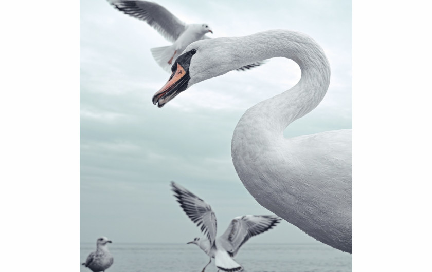fot. Jacek Krefft,  z cyklu White Bird, 1. miejsce w kategorii Nature / Wildlife