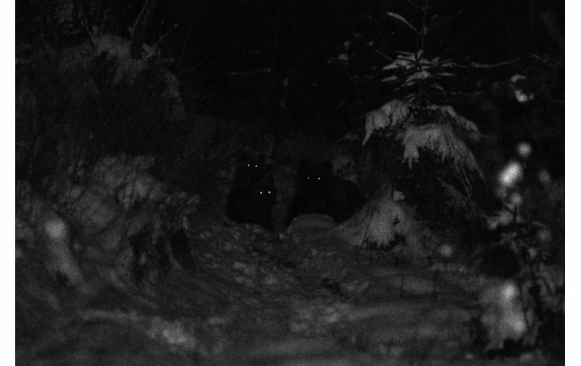 fot. Bartłomiej Jurecki, „Tygodnik Podhalański”, II miejsce w kategorii ŚRODOWISKO

Zakopane. Tatrzańskie niedźwiedzie coraz częściej podchodzą pod domostwa w poszukiwaniu żywności. Tatrzański Park Narodowy apeluje do właścicieli posesji znajdujących się w otulinie Tatr, by zabezpieczali pojemniki na śmieci tak, żeby zwierzęta się do nich nie dobrały. Tej rodziny misiów nic jednak nie mogło zatrzymać, gdy w okolicach ul. Strążyskiej poczuły zapach „smakołyków”. 1 listopada 2017