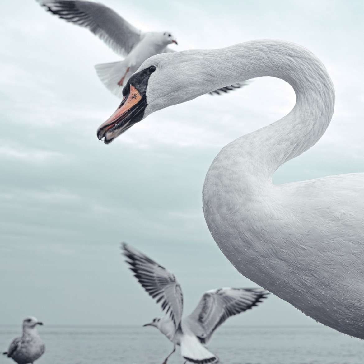 fot. Jacek Krefft,  z cyklu "White Bird", 1. miejsce w kategorii Nature / Wildlife