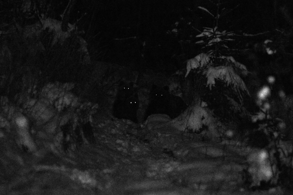 fot. Bartłomiej Jurecki, „Tygodnik Podhalański”, II miejsce w kategorii ŚRODOWISKO
Zakopane. Tatrzańskie niedźwiedzie coraz częściej podchodzą pod domostwa w poszukiwaniu żywności. Tatrzański Park Narodowy apeluje do właścicieli posesji znajdujących się w otulinie Tatr, by zabezpieczali pojemniki na śmieci tak, żeby zwierzęta się do nich nie dobrały. Tej rodziny misiów nic jednak nie mogło zatrzymać, gdy w okolicach ul. Strążyskiej poczuły zapach „smakołyków”. 1 listopada 2017