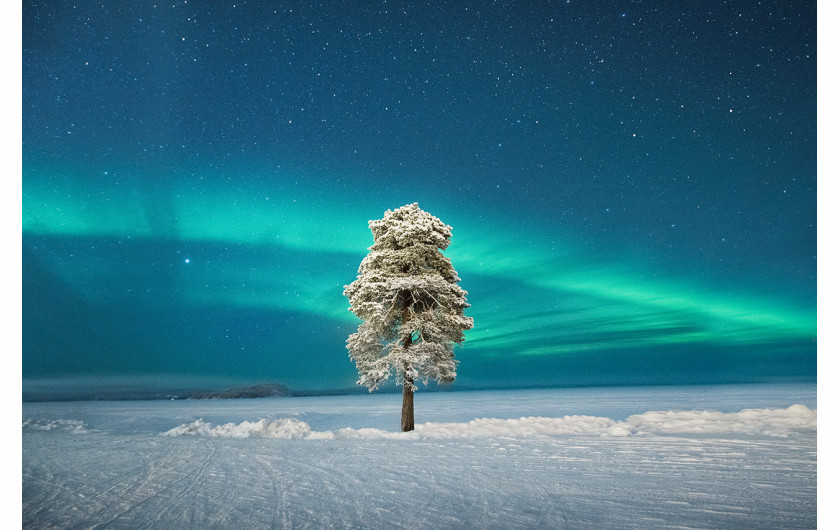 fot. Tom Archer, Lone Tree Under a Scandinavian Aurora, 2. miejsce w kat. Aurorae / Insight Investment Astronomy Photographer of the Year 2020