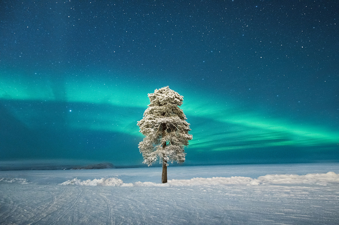 fot. Tom Archer, "Lone Tree Under a Scandinavian Aurora", 2. miejsce w kat. Aurorae / Insight Investment Astronomy Photographer of the Year 2020