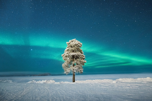 fot. Tom Archer, Lone Tree Under a Scandinavian Aurora, 2. miejsce w kat. Aurorae / Insight Investment Astronomy Photographer of the Year 2020