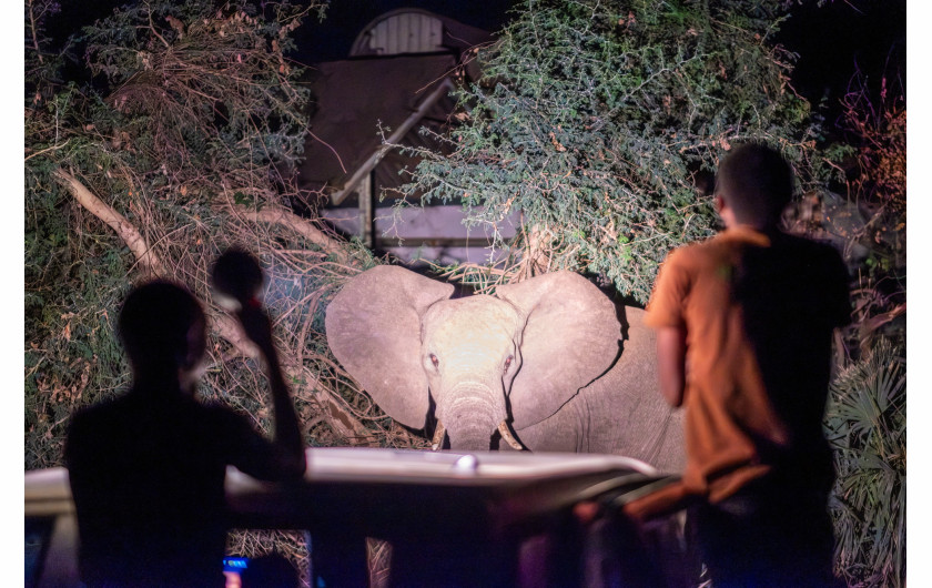 Z cyklu: The Elephant Whisperers of Livingstone
fot. Tommy Trenchard / Panos Pictures, for NPR / World Press Photo 2025



W Livingstone, w Zambii, kolejne suche pory deszczowe oraz coraz większa ingerencja człowieka w tereny tradycyjnie zamieszkiwane przez słonie doprowadziły w ostatnich latach do gwałtownego wzrostu konfliktów na linii człowiek–dzika przyroda. W porze suchej słonie wchodzą do miasta w poszukiwaniu pożywienia, plądrując ogrody, grządki warzywne i drzewa owocowe. Gdy zostaną spłoszone lub zaatakowane przez mieszkańców, takie sytuacje mogą przerodzić się w śmiertelne starcia. W 2024 roku w Livingstone słonie zabiły co najmniej jedenaście osób. Nad bezpieczeństwem ludzi i zwierząt czuwa trzyosobowy Zespół Reagowania na Słonie – grupa ochotników, która mimo niebezpiecznej i wymagającej pracy, kieruje się miłością do swojej społeczności i tych majestatycznych zwierząt.