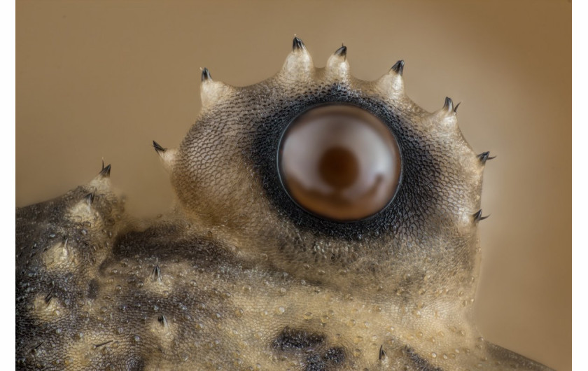 fot. Charles B. Krebs, oko kosarza (pająka), 12. miejsce w konkursie