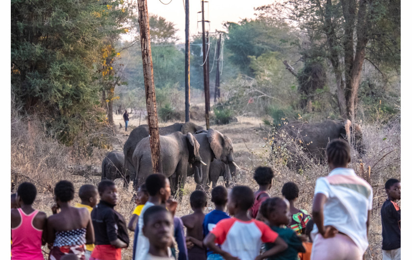 Z cyklu: The Elephant Whisperers of Livingstone
fot. Tommy Trenchard / Panos Pictures, for NPR / World Press Photo 2025



W Livingstone, w Zambii, kolejne suche pory deszczowe oraz coraz większa ingerencja człowieka w tereny tradycyjnie zamieszkiwane przez słonie doprowadziły w ostatnich latach do gwałtownego wzrostu konfliktów na linii człowiek–dzika przyroda. W porze suchej słonie wchodzą do miasta w poszukiwaniu pożywienia, plądrując ogrody, grządki warzywne i drzewa owocowe. Gdy zostaną spłoszone lub zaatakowane przez mieszkańców, takie sytuacje mogą przerodzić się w śmiertelne starcia. W 2024 roku w Livingstone słonie zabiły co najmniej jedenaście osób. Nad bezpieczeństwem ludzi i zwierząt czuwa trzyosobowy Zespół Reagowania na Słonie – grupa ochotników, która mimo niebezpiecznej i wymagającej pracy, kieruje się miłością do swojej społeczności i tych majestatycznych zwierząt.