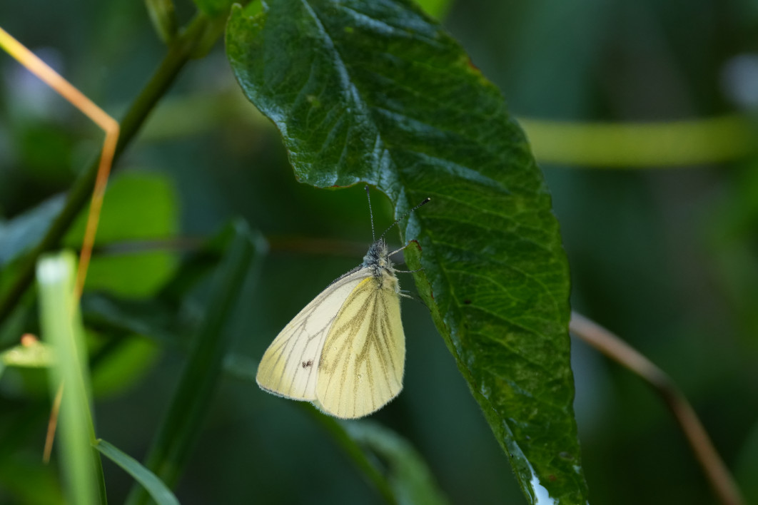 1/200 s, f/6.3, ISO 1600, 600 mm, crop APS-C