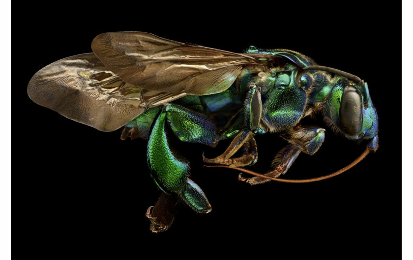 fot. Levon Biss, owad z rodziny nęczynów, 13. miejsce w konkursie