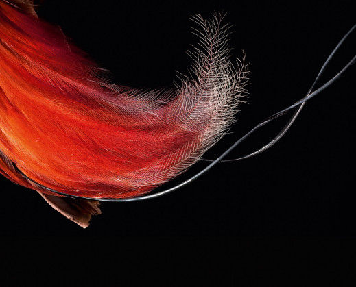 Ukryte piękno ptasich piór w obiektywie fotografa National Geographic