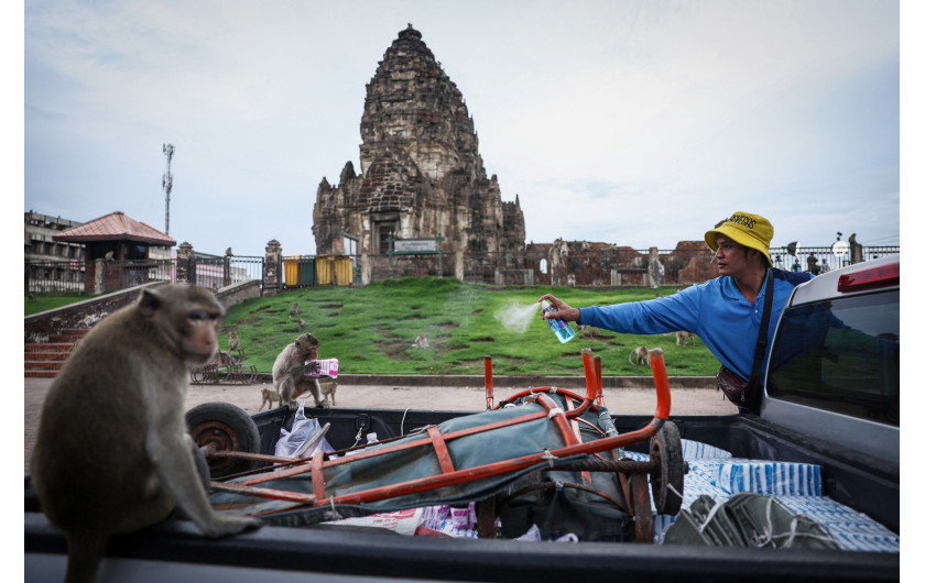 Z cyklu: No More Monkey Mania in Thai Town
fot. Chalinee Thirasupa / Reuters / World Press Photo 2025



Makaki, uważane za symbol szczęścia, są nieodłączną częścią tożsamości „Małpiego Miasta” – Lopburi, położonego na północ od Bangkoku w Tajlandii. Turyści chętnie odwiedzali to miejsce, karmiąc małpy owocami. Do 2020 roku populacja makaków wzrosła do 3121 osobników. Jednak wraz z nadejściem pandemii COVID-19 i zniknięciem turystów, sytuacja uległa zmianie – wygłodniałe zwierzęta zaczęły zachowywać się coraz agresywniej, atakując mieszkańców, kradnąc jedzenie i wdając się w bójki. Próby odstraszania małp za pomocą procy okazały się nieskuteczne, dlatego w kwietniu 2024 roku władze rozpoczęły program sterylizacji, by przywrócić równowagę w mieście.