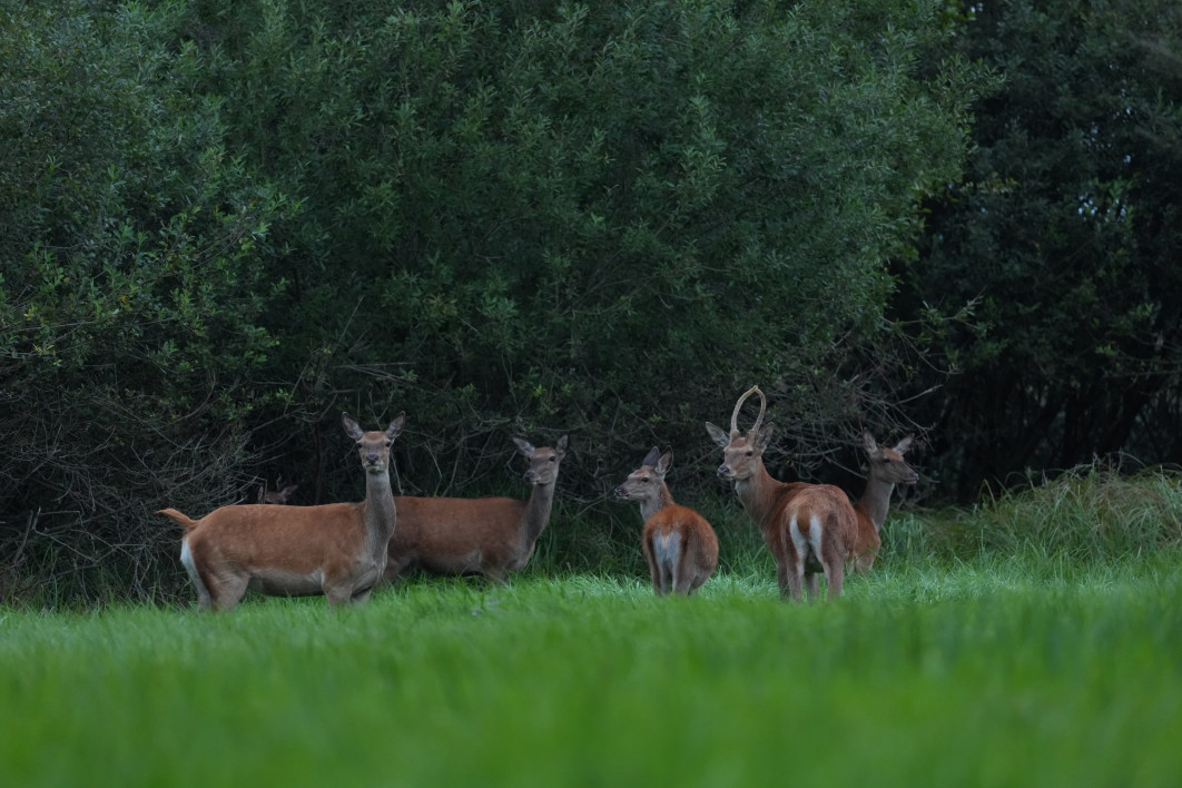 1/100 s, f/6.3, ISO 3200, 600 mm