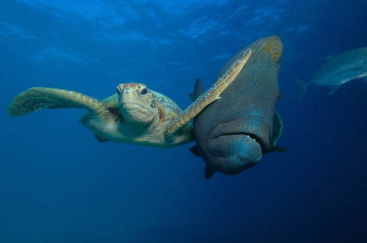 © Troy Mayne - I miejsce w kategorii Under the Sea