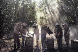 fot. Nadia Shira Cohen, "God’s Honey", 2. miejsce w kategorii Environment.

Chrześcijańscy farmerzy uprawiający soję w na półwyspie Jukatan mają rzekomo zgubny wpływ na lokalną hodowlę pszczół prowadzoną przez Majów. Aktywiści i producenci miodu twierdzą, że wprowadzenie genetycznie zmodyfikowanej soi i użycie pestycydów negatywnie wpływa na zdrowie, zanieczyszcza uprawy i zmniejsza wartość miodu, zagrażając utrat odebranie mu statusu "Bio". Uprawa soi prowadzi także do wylesiania terenu i wyjałowienia gruntu.

