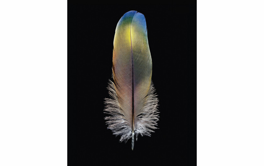 fot. Robert Clark, z książki Feathers: Displays of Brilliant Plumage